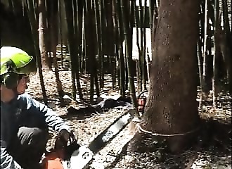 Atlanta : un bûcheron professionnel fait flotter un arbre dans les airs…