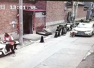 Un chien chanceux manque de peu de se faire écraser par une voiture