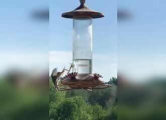 A Hummingbird meets a Praying Mantis  