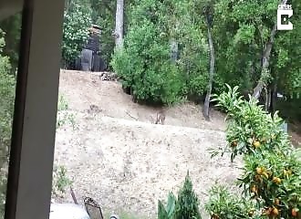 Californie : dans son jardin, deux coyotes essayent d’attaquer un puma