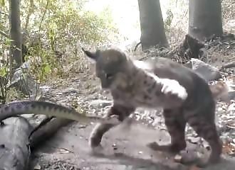 A lynx fights a rattlesnake