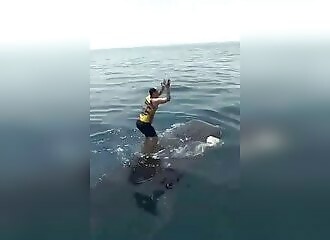 Abruti surfe sur un requin baleine !