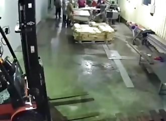 Russie : un ours terrorise les ouvriers d’une usine