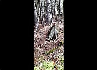 Cette forêt vous donnera certainement quelques frissons dans le dos