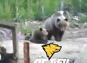 They laugh when their dog plays with a bear cub, and then the cub's mother arrives (3 deaths)