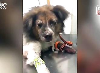 Chine : un homme attache son chien à l’arrière de son scooter et le traîne