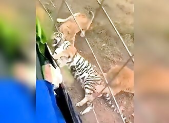 Des lions tuent et dévorent un tigre, les enfants sont en pleur dans un zoo !