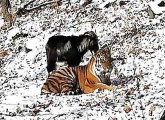 Un tigre refuse de manger une chèvre et les deux animaux deviennent amis