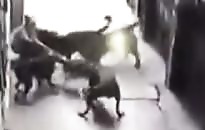 Chine : pourtant gentil avec des chiens, cet homme finit par se faire attaquer