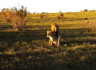 L’accouplement d’un lion interrompu par la soudaine charge d’un rhinocéros