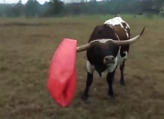 Un taureau crève son ballon et devient tout triste