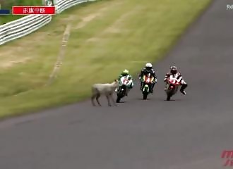 A deer appears on the circuit and causes an accident in the middle of a motorcycle race