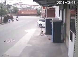 Un tueur de chiens pris la main dans le sac