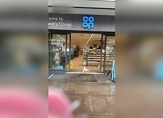 Vous n'avez jamais vu un goéland faire ses courses ?