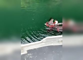 Canada : des pêcheurs sauvent un aigle sur le point d’être noyé par une pieuvre