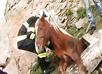 Sauvetage d’un cheval resté coincé dans une ouverture dans le sol