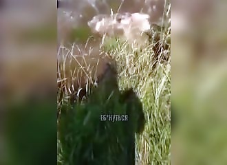 Une baleine essaie de plonger dans une rivière